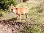 milk cow