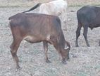 milk cow