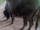 Milk cow (කිරි එලදෙනක්)