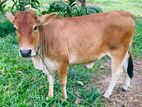 Milk Cow - කිරි ගවයා