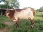 Milk Cow ( කිරි ගවයින් )