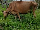 Milk Cow (කිරි ගවයන්)