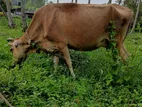 Milk Cow (කිරි ගවයන්)