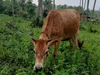 Milk Cow (කිරි ගවයන්)