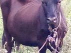 Milk Cow