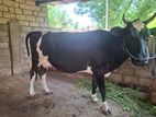 Milk cow sale