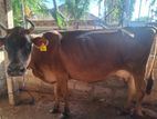 Milk cow sale