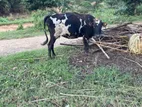 Milk Cow
