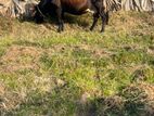 Milk Cows