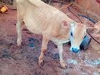 Milk Cows