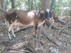 Milk Cows with Calves