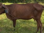 Farm Cow