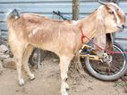 Milk Goat