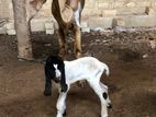 Milk Goat