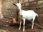 Milk goat