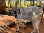 Milk Goat