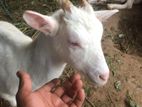 Milk Goat