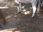 Farm Cow