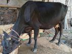 Milk Cow