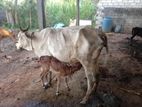 Farm Cow