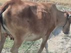 Milk Cow
