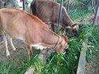 Milkcow