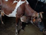 Milking Cow