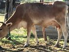 Farm Cow