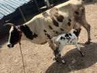 Milking cow
