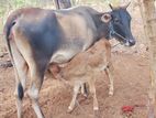 Milking cow