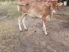 Milk Cow
