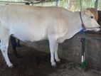 milking cow
