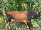Milking cow