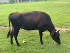 Farm Cow