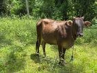 Milk Cow