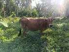 Milking Cow