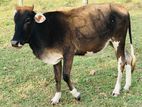 Milking cows