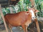 Milk Cows