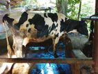 Milk Cow