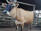 Milking (Jersey) Cow