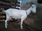 Milk Goat Sanaan