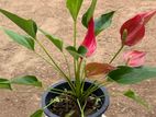 Million Flower Anthurium Plants
