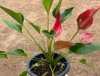 Million Flower Anthurium Plants