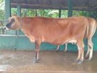 Milk Cows ( කිරි ගවයින් )