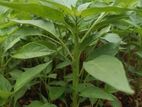 மிளகாய் நாற்று