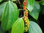மிளகு \Pepper