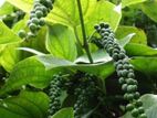 மிளகு pepper