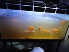 Fish Tank