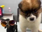Mini Breed Pomanerian Puppy