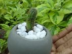 Mini Cement Plant Pot